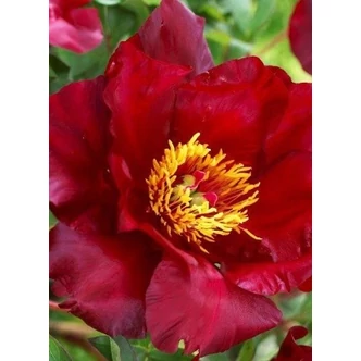Paeonia x ITOH 'Scarlet Heaven' – Itoh bazsarózsa