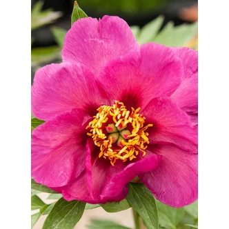 Paeonia x ITOH 'Tolomeo Nr59' – Itoh bazsarózsa