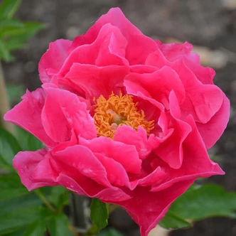 Paeonia 'Paula Fay' – Bazsarózsa Paeonia 'Paula Fay' – Bazsarózsa