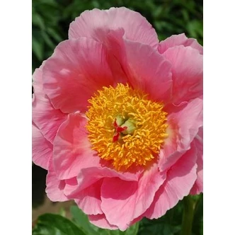 Paeonia 'Salmon Chiffon' – Bazsarózsa