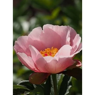 Paeonia 'Soft Salmon Saucer' – Bazsarózsa