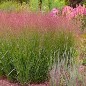 Panicum virgatum 'Apache Rose'® – Vesszős köles