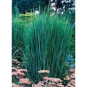 Panicum virgatum 'Northwind' - Vesszős köles