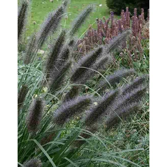 Pennisetum alopecuroides 'Black Beauty' - Tollborzfű Pennisetum alopecuroides 'Black Beauty' - Tollborzfű