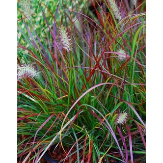 Pennisetum alopecuroides 'Burgundy Bunny' – Tollborzfű Pennisetum alopecuroides 'Burgundy Bunny' – Tollborzfű