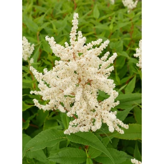 Persicaria polymorpha – Keserűfű Persicaria polymorpha – Keserűfű