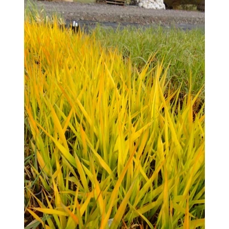 Phalaris arundinacea 'Pure Gold' – Pántlikafű