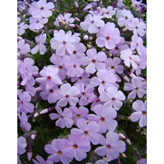 Phlox douglasii 'Lilac Cloud' - Törpe lángvirág (halványlila) Phlox douglasii 'Lilac Cloud' - Törpe lángvirág (halványlila)