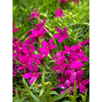 Phlox douglasii 'Ochsenblut' – Törpe lángvirág