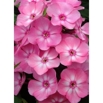Phlox paniculata 'Sweet Summer Candy' (syn.: 'Compact Rose White') - Bugás lángvirág