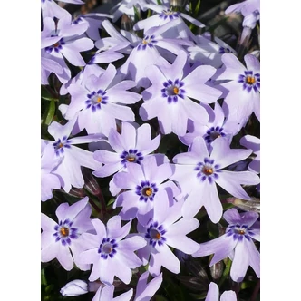 Phlox subulata 'Fabulous Blue Dark Center' – Árlevelű lángvirág Phlox subulata 'Fabulous Blue Dark Center' – Árlevelű lángvirág