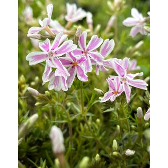 Phlox subulata 'Kimono Pink White' - Árlevelű lángvirág Phlox subulata 'Kimono Pink White' - Árlevelű lángvirág