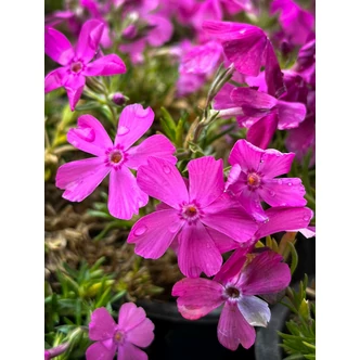 Phlox subulata 'McDaniel's Cushion' - Sötét rózsaszín árlevelű lángvirág Phlox subulata 'McDaniel's Cushion' - Sötét rózsaszín árlevelű lángvirág