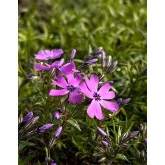 Phlox subulata 'Purple Beauty' - Árlevelű lángvirág (bíborlila) Phlox subulata 'Purple Beauty' - Árlevelű lángvirág (bíborlila)