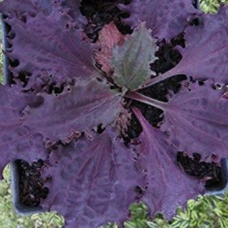 Plantago major 'Purple Perversion' – Bordó levelű nagy útifű (bio földben)