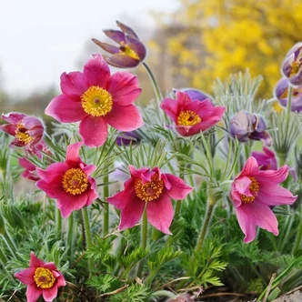 Pulsatilla vulgaris 'Rose Bells' – Nyugati kökörcsin