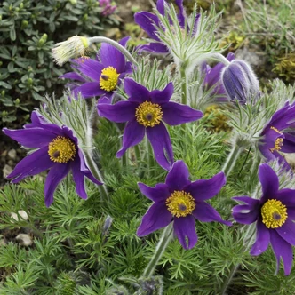 Pulsatilla vulgaris 'Violet Bells' – Nyugati kökörcsin
