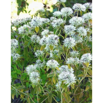 Pycnanthemum flexuosum (tenuifolium) – Amerikai hegyimenta