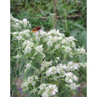 Pycnanthemum pilosum 'Bees' Friend' – Gyapjas hegyimenta