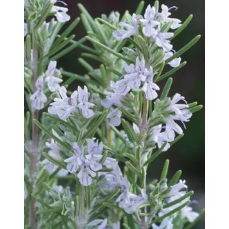 Rosmarinus officinalis 'Miss Jessopp's Upright' – Rozmaring