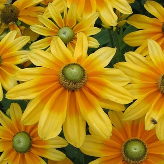 Rudbeckia hirta 'Prairie Sun' – Borzas kúpvirág
