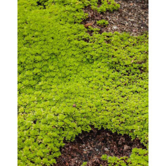 Sagina subulata 'Scotch Moss' – Szálkás zöldhúr