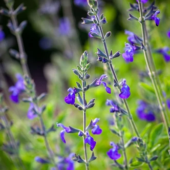 Salvia 'Blue Note'® – Zsálya