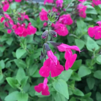 Salvia 'Cerro Potosi' – Zsálya