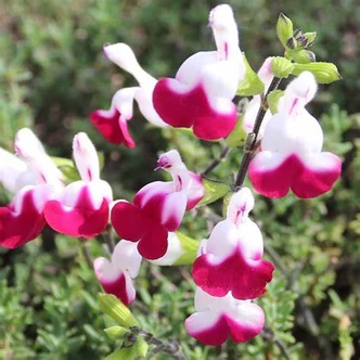 Salvia 'Cherry Lips'® – Zsálya