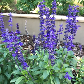 Salvia farinacea – Lisztes zsálya