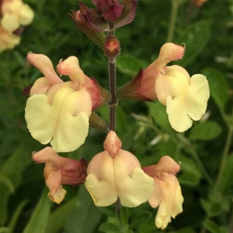 Salvia 'Golden Girl'® – Zsálya