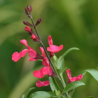 Salvia greggii 'Lipstick'® – Őszi zsálya
