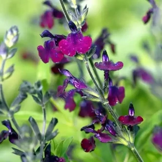 Salvia jamensis 'Papillon de Nuit'® – Zsálya