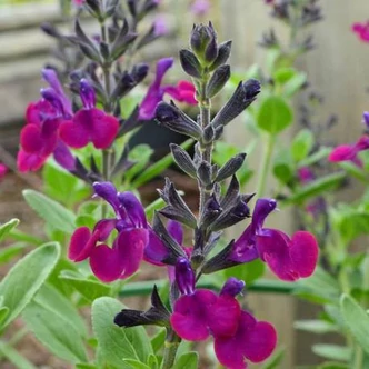 Salvia jamensis 'Violette de Loire'® – Zsálya