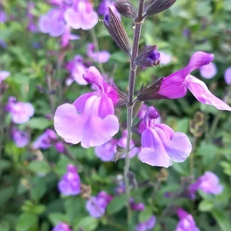 Salvia microphylla (syn.: Salvia grahamii) 'Carolus'® – Kislevelű zsálya
