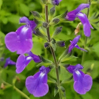 Salvia microphylla (syn.: Salvia grahamii) 'Delice Feline'® – Kislevelű zsálya