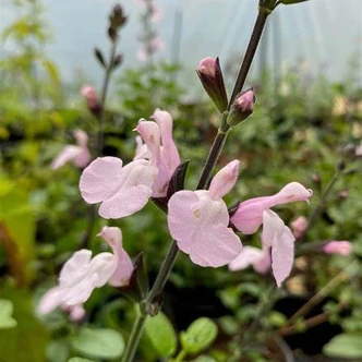 Salvia microphylla (syn.: Salvia grahamii) 'Delice Ondine'® – Kislevelű zsálya
