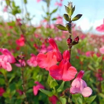 Salvia microphylla (syn.: Salvia grahamii) 'Grahamii' – Kislevelű zsálya
