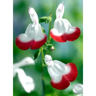 Salvia microphylla (syn.: Salvia grahamii) 'Hot Lips' – Kislevelű zsálya