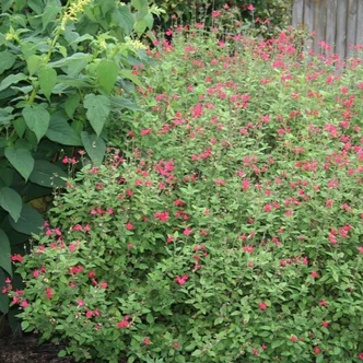 Salvia microphylla (syn.: Salvia grahamii) – Kislevelű zsálya