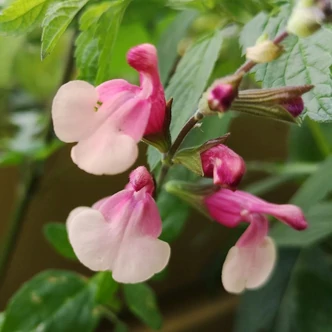 Salvia microphylla (syn.: Salvia grahamii) 'Shell Dancer'® – Kislevelű zsálya