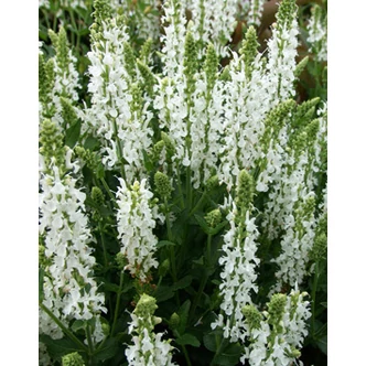 Salvia nemorosa 'Adrian' - Fehér ligeti zsálya