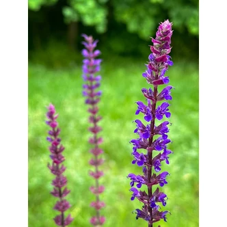 Salvia nemorosa 'Caradonna' - Ligeti zsálya Salvia nemorosa 'Caradonna' - Ligeti zsálya