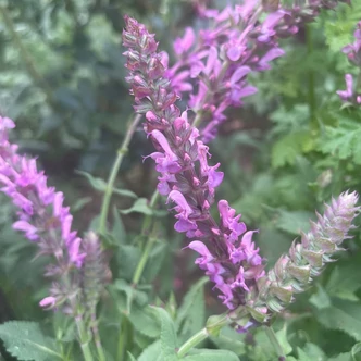 Salvia nemorosa 'Rose Queen (syn.: Rosakönigin)' - Ligeti zsálya (rózsaszín)