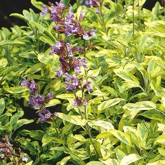 Salvia officinalis 'Aurea' – Sárgatarka levelű orvosi zsálya