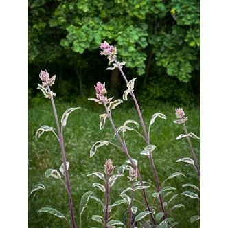 Salvia officinalis 'Tricolor' - Orvosi zsálya Salvia officinalis 'Tricolor' - Orvosi zsálya