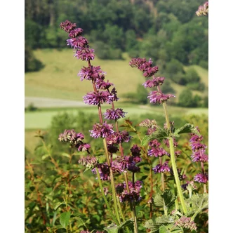 Salvia verticillata – Lózsálya