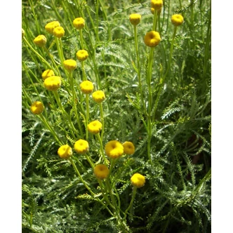 Santolina viridis (syn. S. rosmarinifolia) - Zöld cipruska