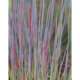 Schizachyrium scoparium 'Standing Ovation' – Seprűs csomósperje Schizachyrium scoparium 'Standing Ovation' – Seprűs csomósperje