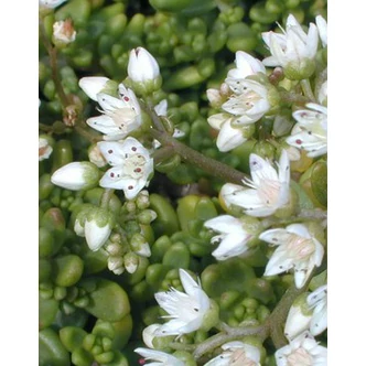 Sedum album 'Minus' - Varjúháj (fehér) Sedum album 'Minus' - Varjúháj (fehér)